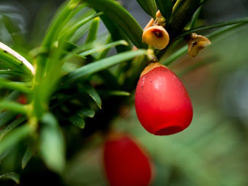 Free stock photo of berry, branch, evergreen Stock Photo