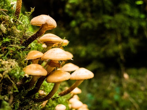Základová fotografie zdarma na téma houby, příroda, puzzle dřevo