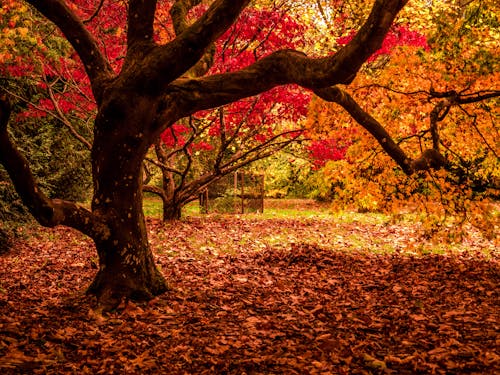 Základová fotografie zdarma na téma listy, podzim, podzimní