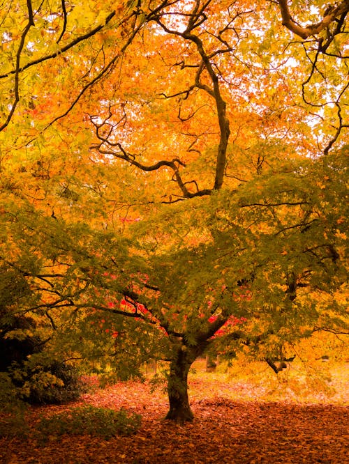 Free stock photo of arboretum, colourful, leaves Stock Photo