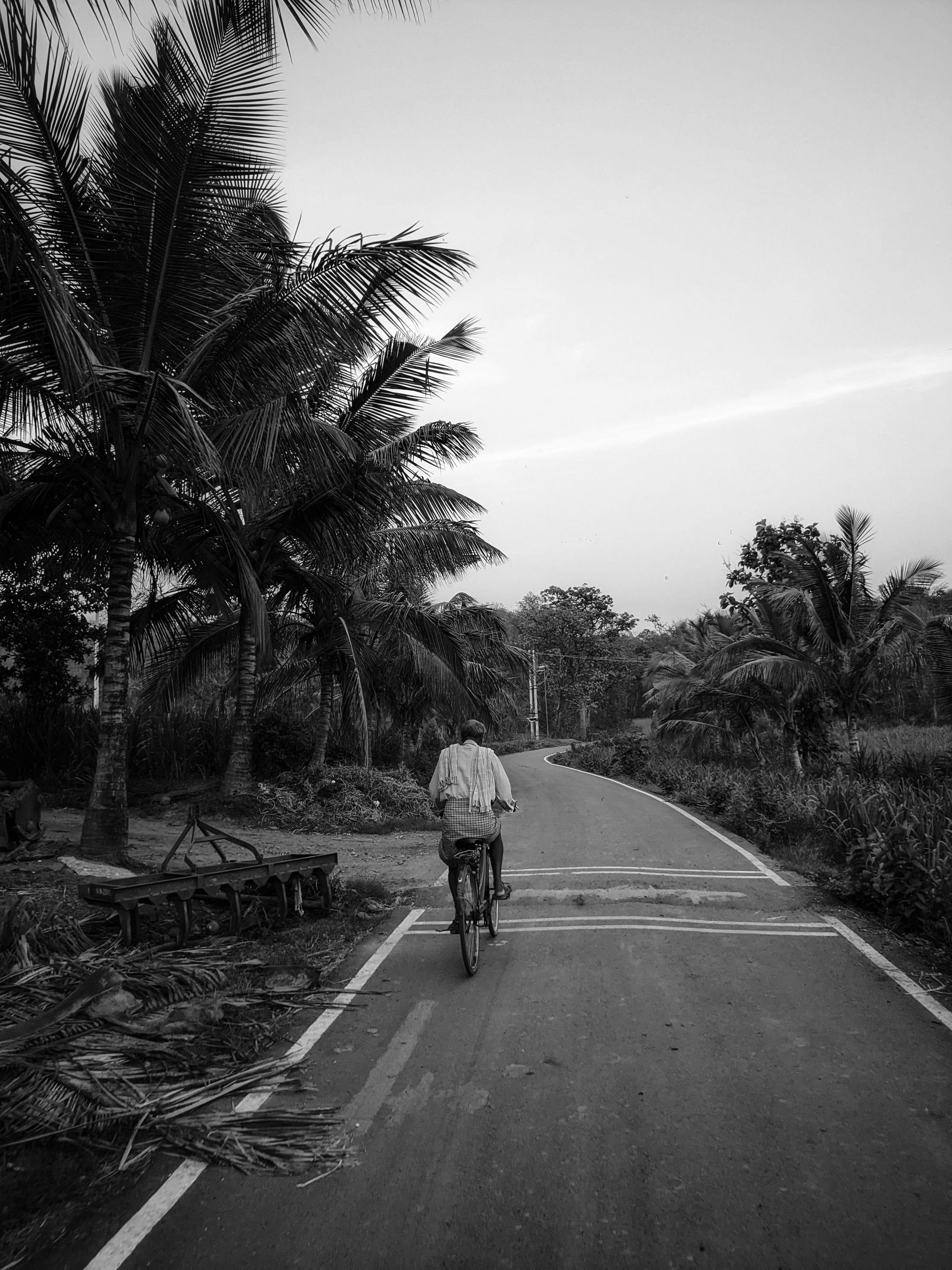 Quiet road running through a tropical coconut landscape in Ratnagiri, Maharashtra