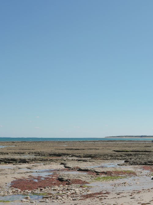 Foto profissional grátis de água, algas, areia