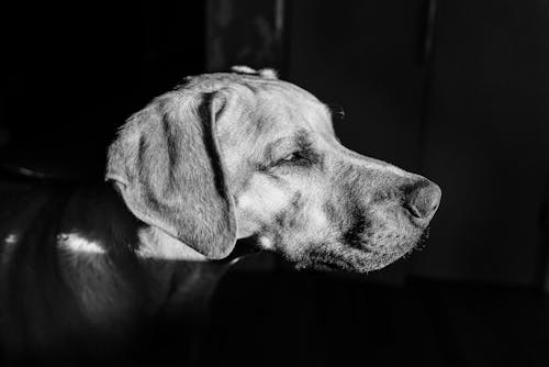 Dog's head coming out of the shadow into the light