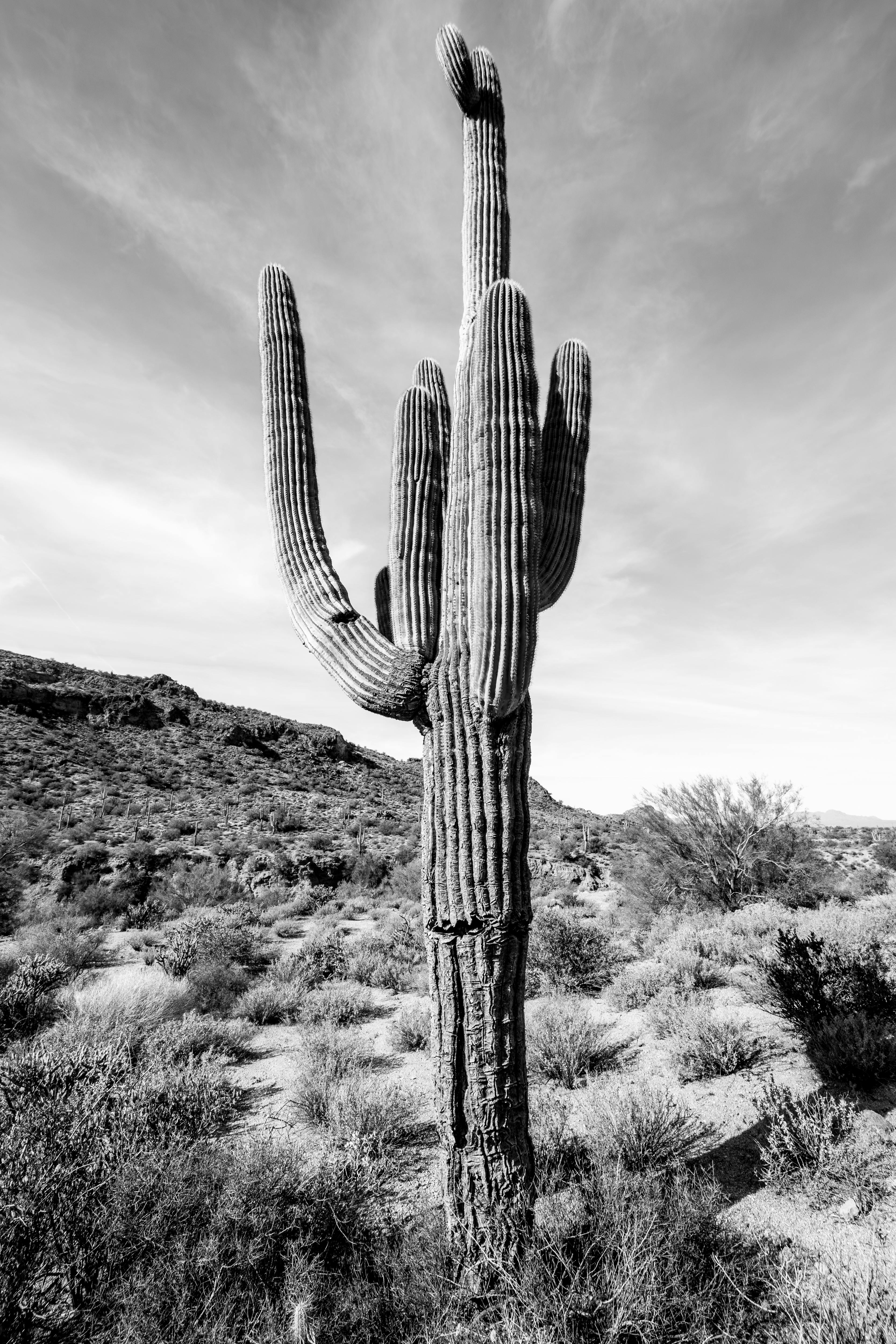 tall cactus growing in desert