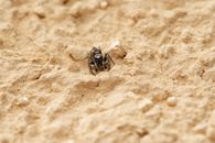 Macro shot of a zebra spider crawling on a textured sand surface, showcasing its natural habitat.