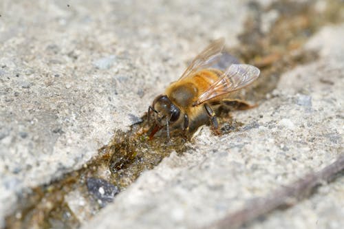 Foto d'estoc gratuïta de a l'aire lliure, a prop, abella