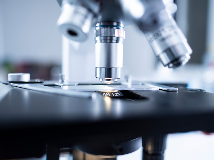 What organ mostly makes testosterone?