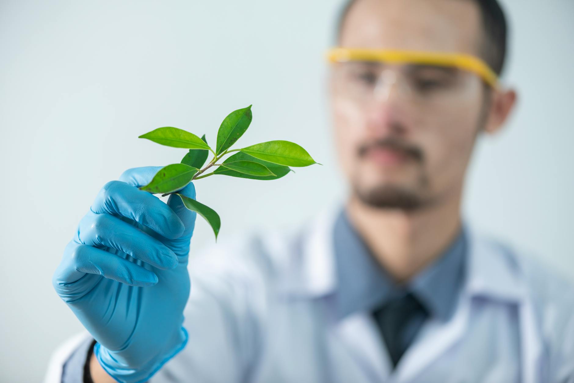 Male scientist examining plant 