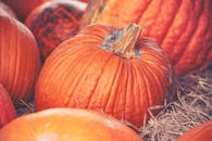 充满活力的橙色南瓜在干草上的特写，非常适合秋季和感恩节主题