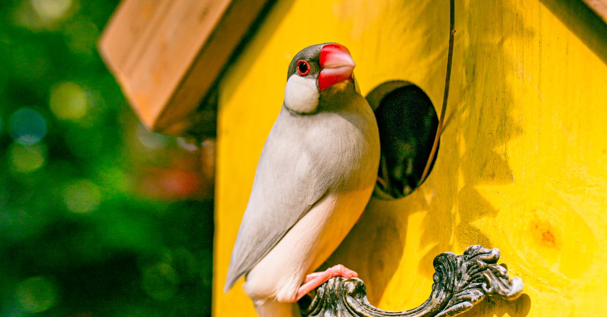 Java Rice Bird at Birdhouse · Free Stock Photo