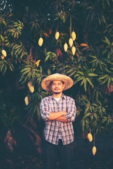 一名戴草帽的男子自信地在结满成熟芒果的树前摆好姿势