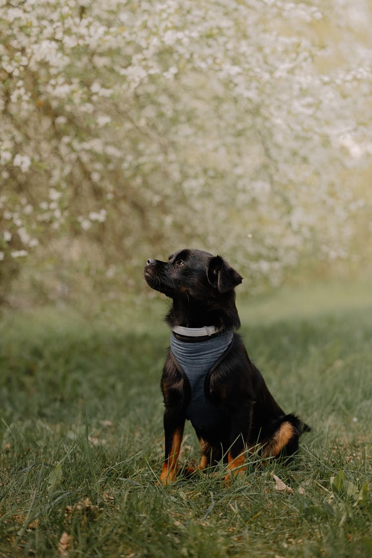 Brown Dog In A Park 