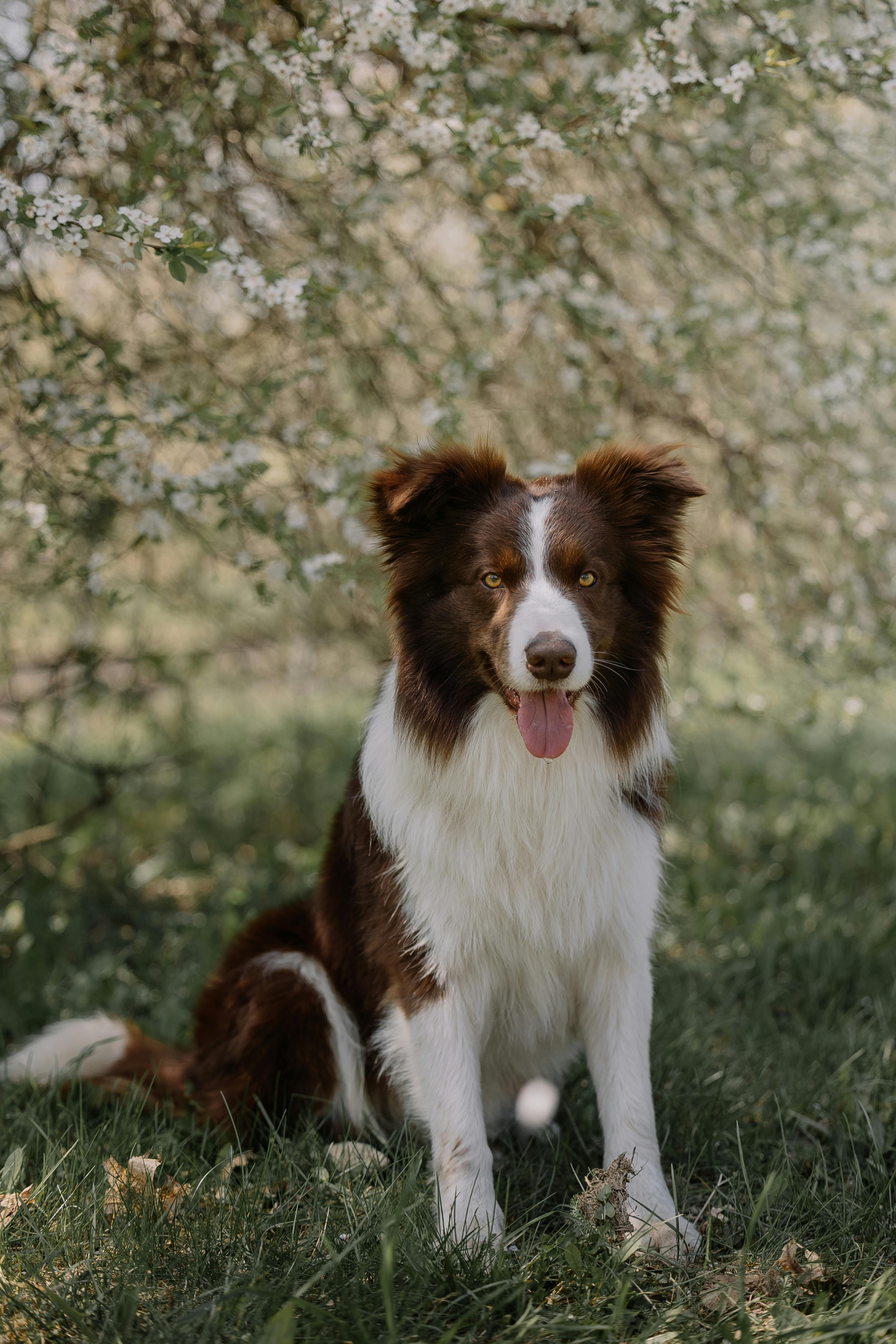 furry dog in a park