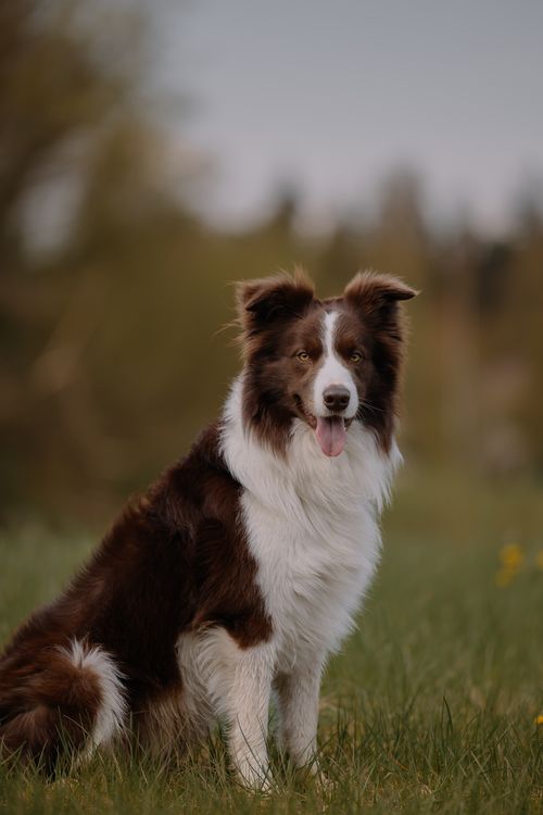 Free Border Collie dog enjoying a sunny day outdoors with a background of lush greenery. Stock Photo