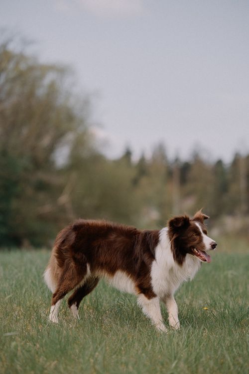 Free Vibrant border collie standing in a green meadow, showcasing its fluffy coat. Stock Photo