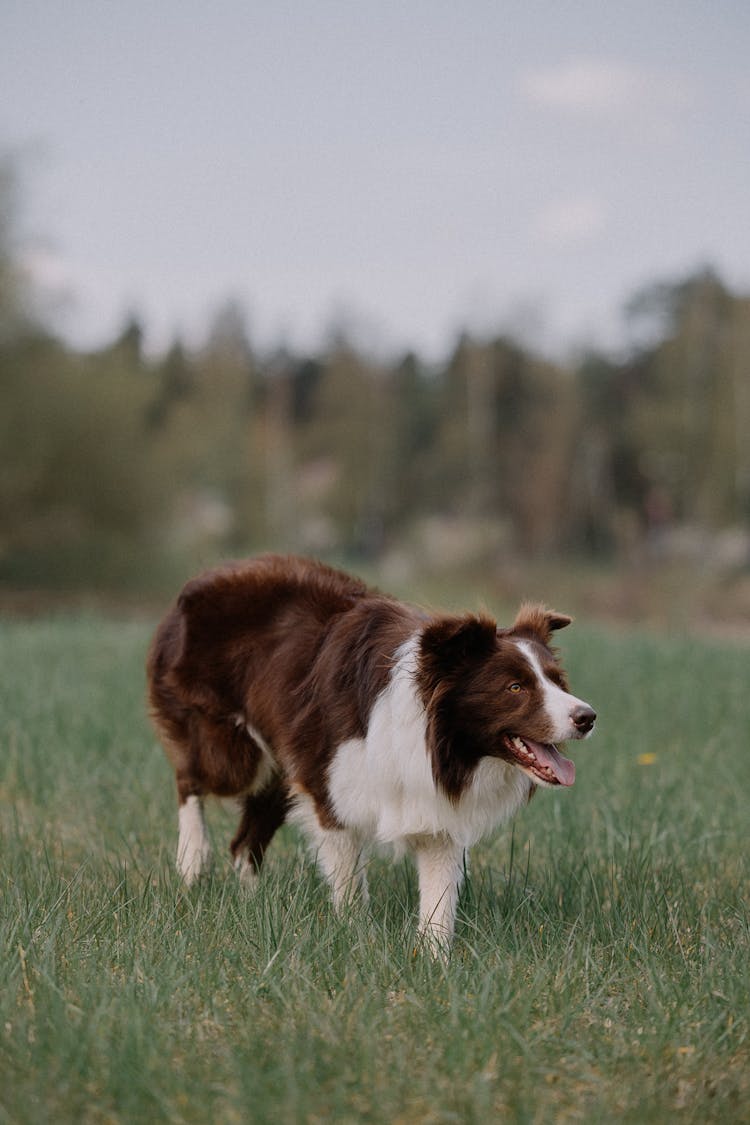 Furry Dog In A Park