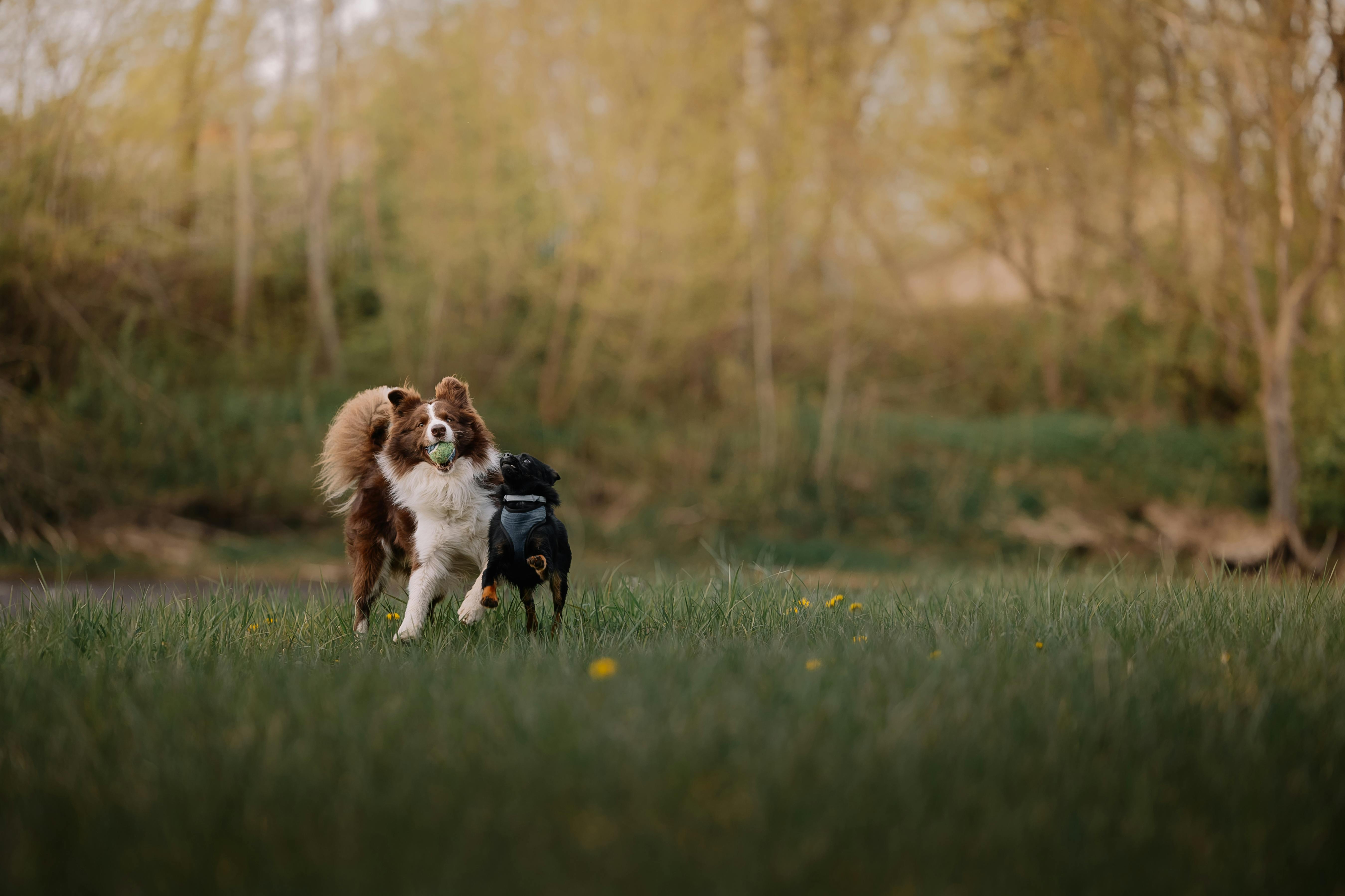 Dogs Playing on Meadow