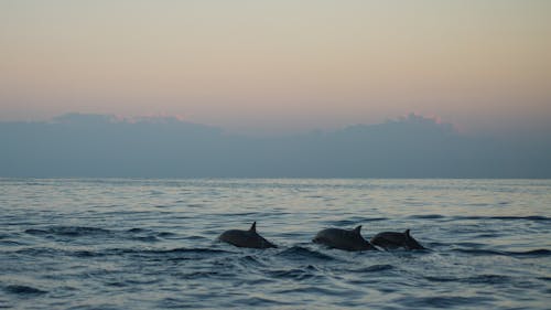 免费 海豚在黎明时的照片 素材图片