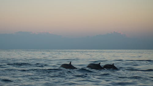 Photo of Dolphins During Dawn