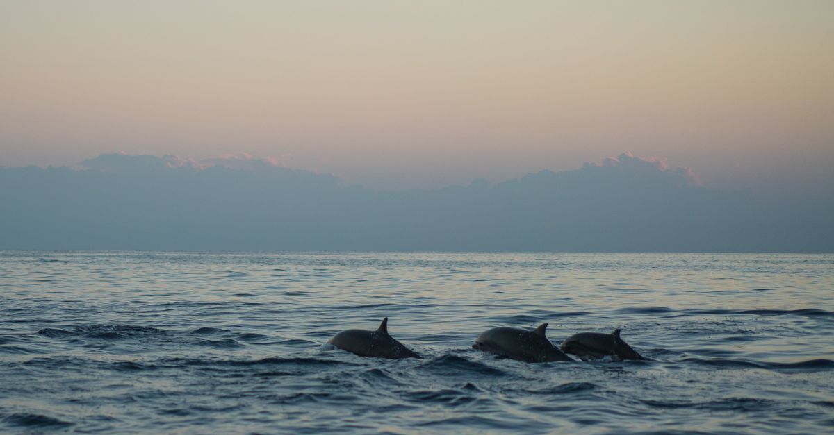 dolphins