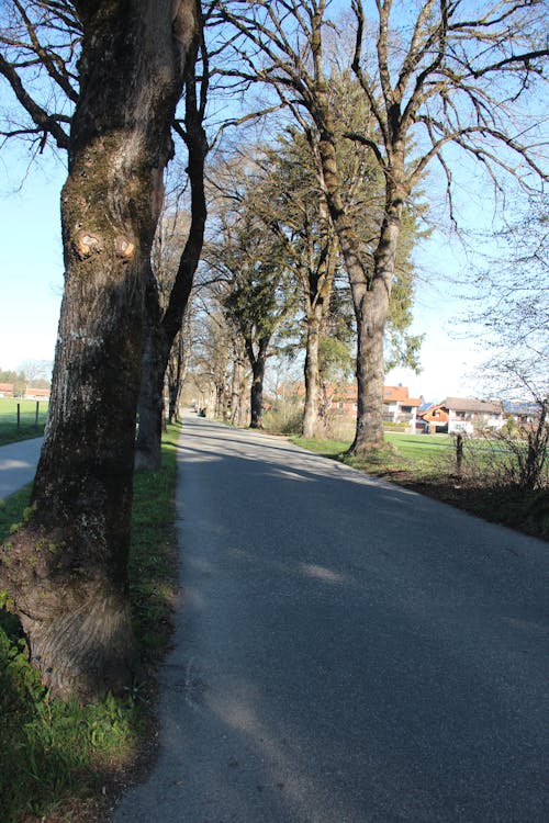 Kostenloses Stock Foto zu enge straße, entlaubten bäumen