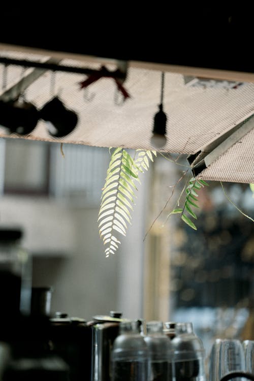 A plant hanging from a ceiling light
