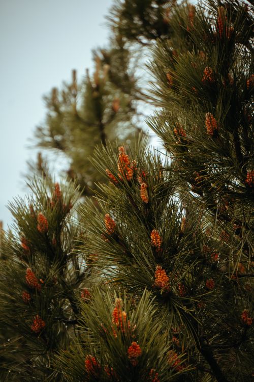 Free Detailed view of evergreen pine branches with cones and needles under clear sky. Stock Photo