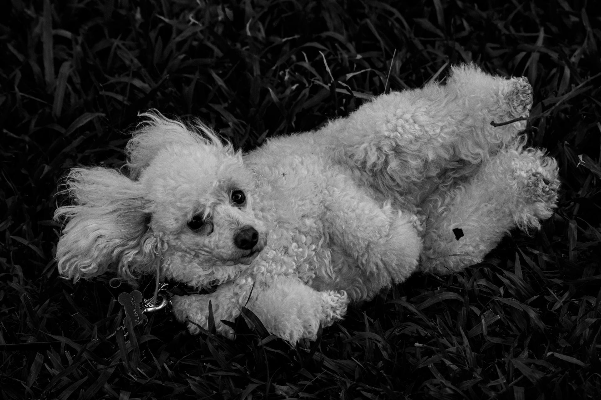 Photo en noir et blanc d'un caniche étendu dans l'herbe