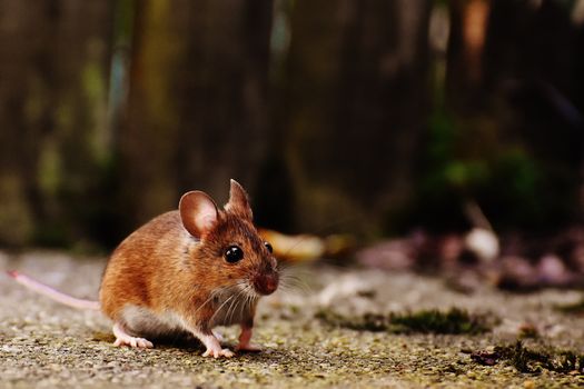 Brown and White Mice
