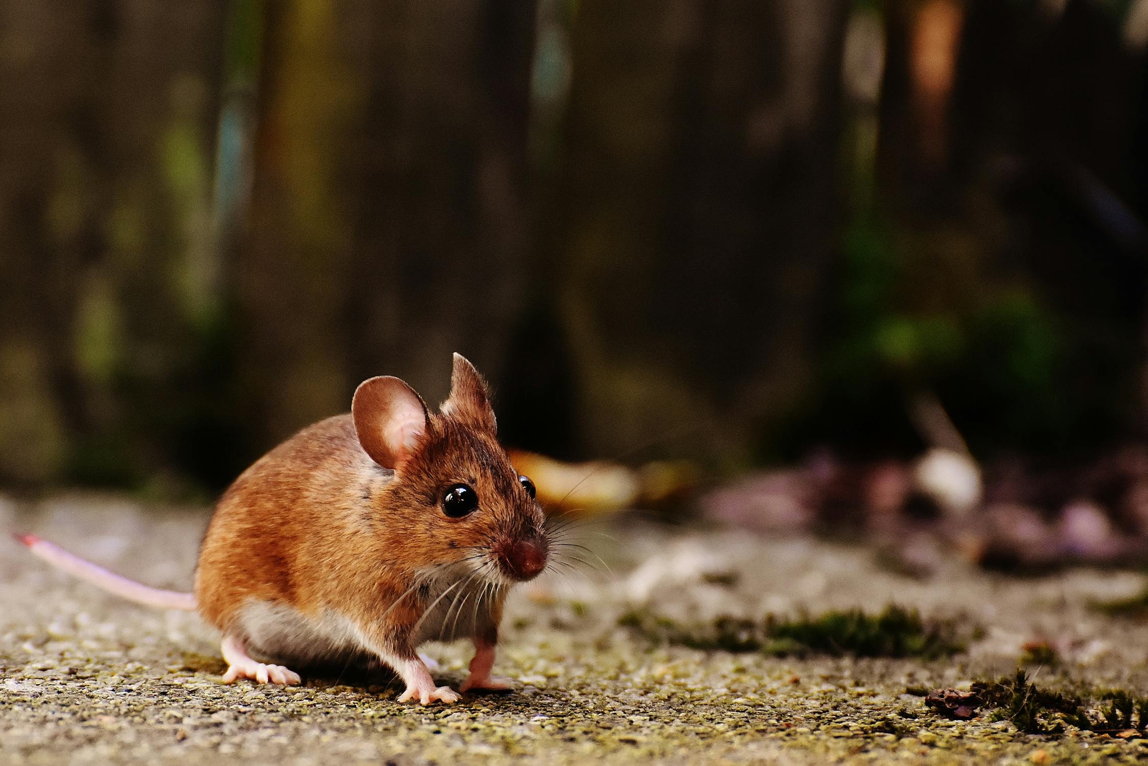 Mouse in forrest Photo by Alexas Fotos from Pexels: https://www.pexels.com/photo/brown-and-white-mice-2280794/