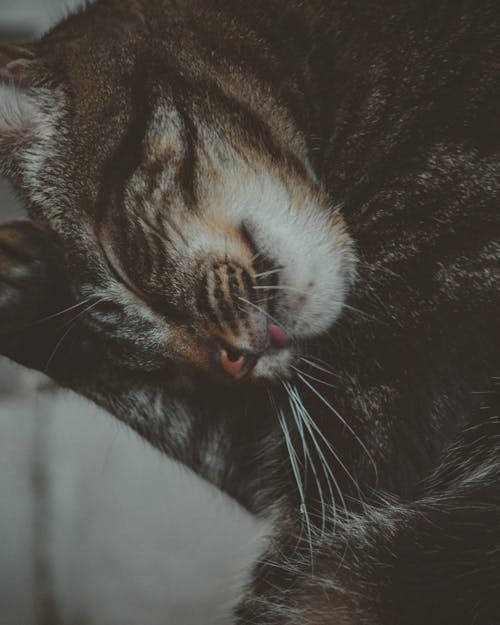 免费 棕色虎斑猫的浅焦点摄影 素材图片