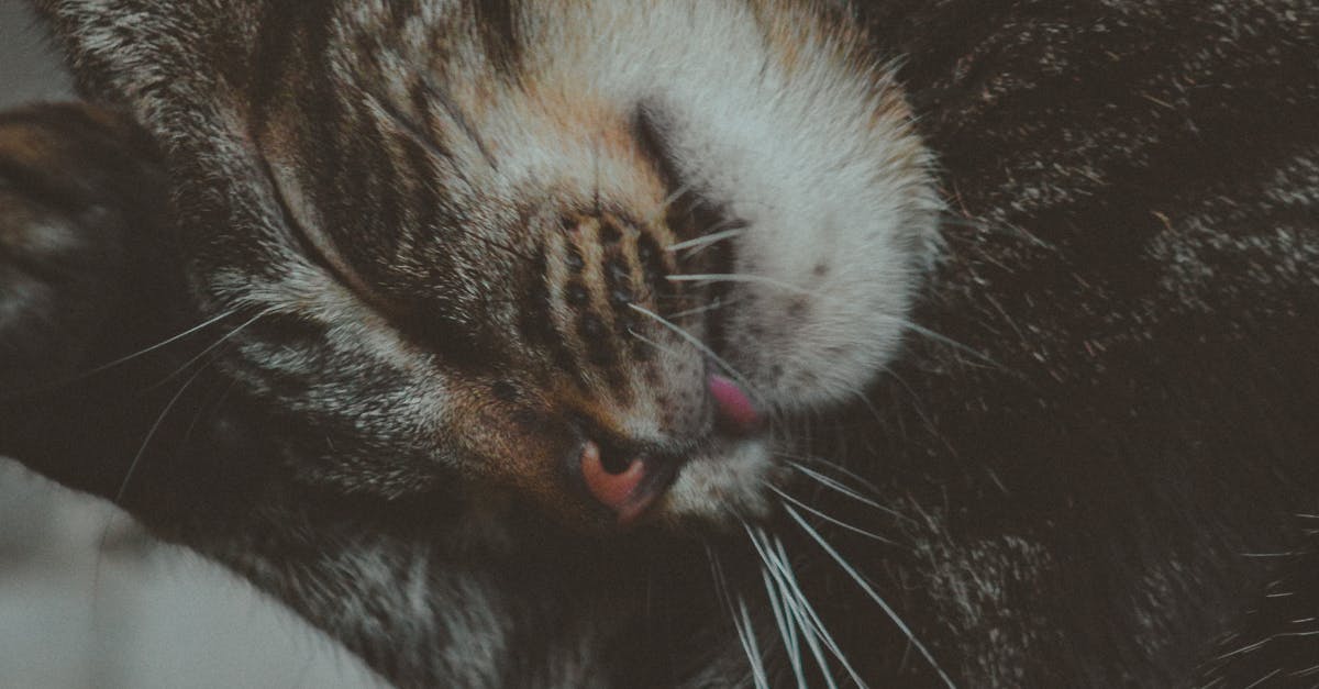 Why does my cat lick my face while I'm sleeping