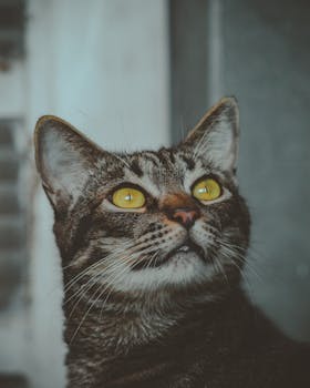 一只虎斑猫抬起头的迷人特写，它有着令人惊叹的黄色眼睛和胡须