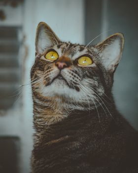 一只引人注目的虎斑猫睁着鲜艳的黄眼睛，聚精会神地向上看，眼中满是好奇