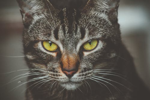 Gratis Shallow Focus Photography Di Brown Tabby Cat Foto a disposizione