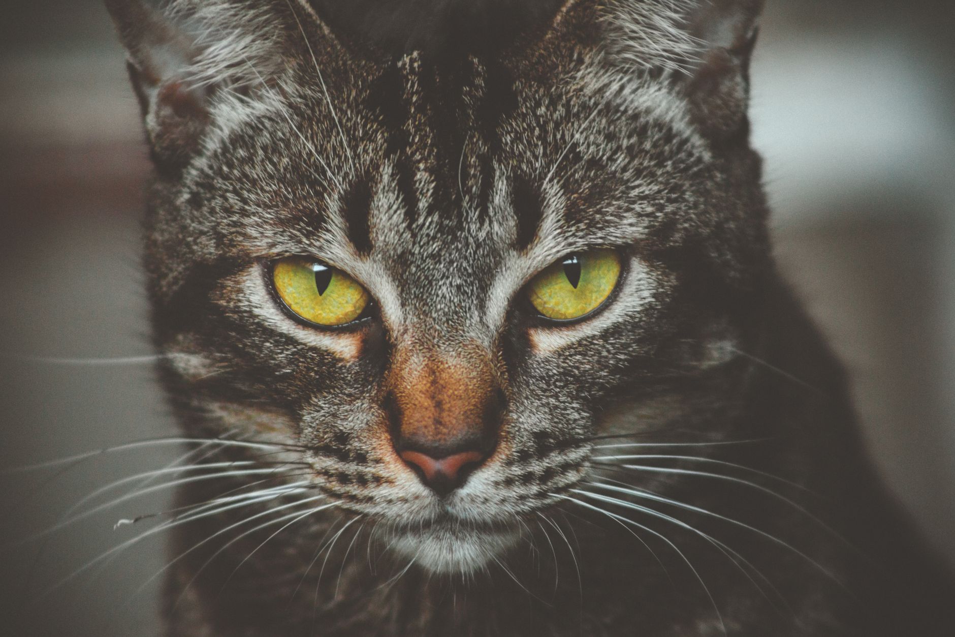 Veterinary care for a cat