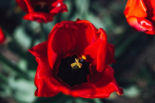 Stunning close-up view of a vibrant blooming red tulip in natural light.