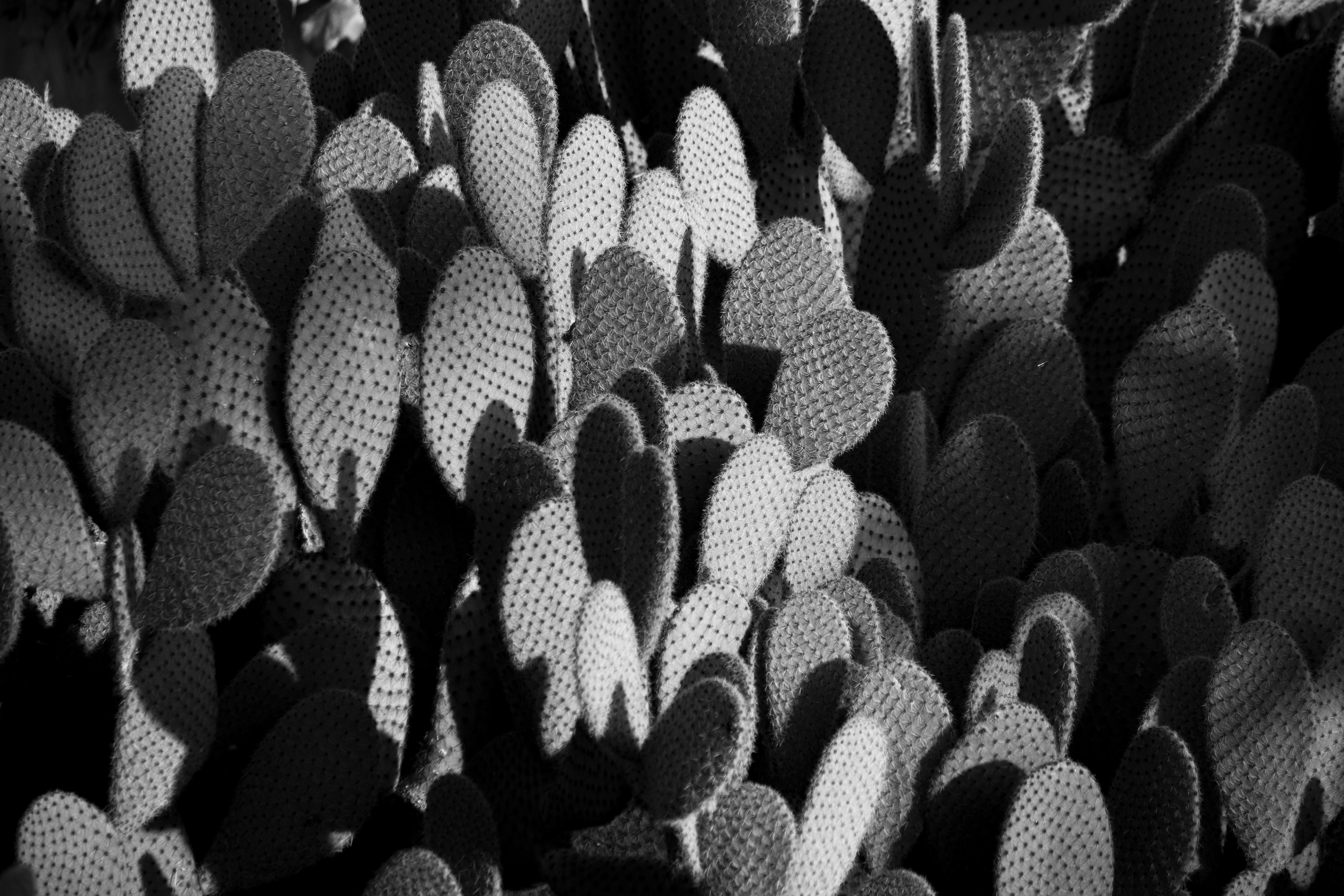 Monochromatic close-up of Opuntia cactus showcasing texture and form.