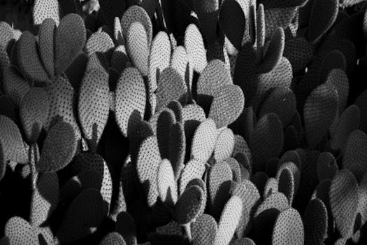 Monochromatic close-up of Opuntia cactus showcasing texture and form.