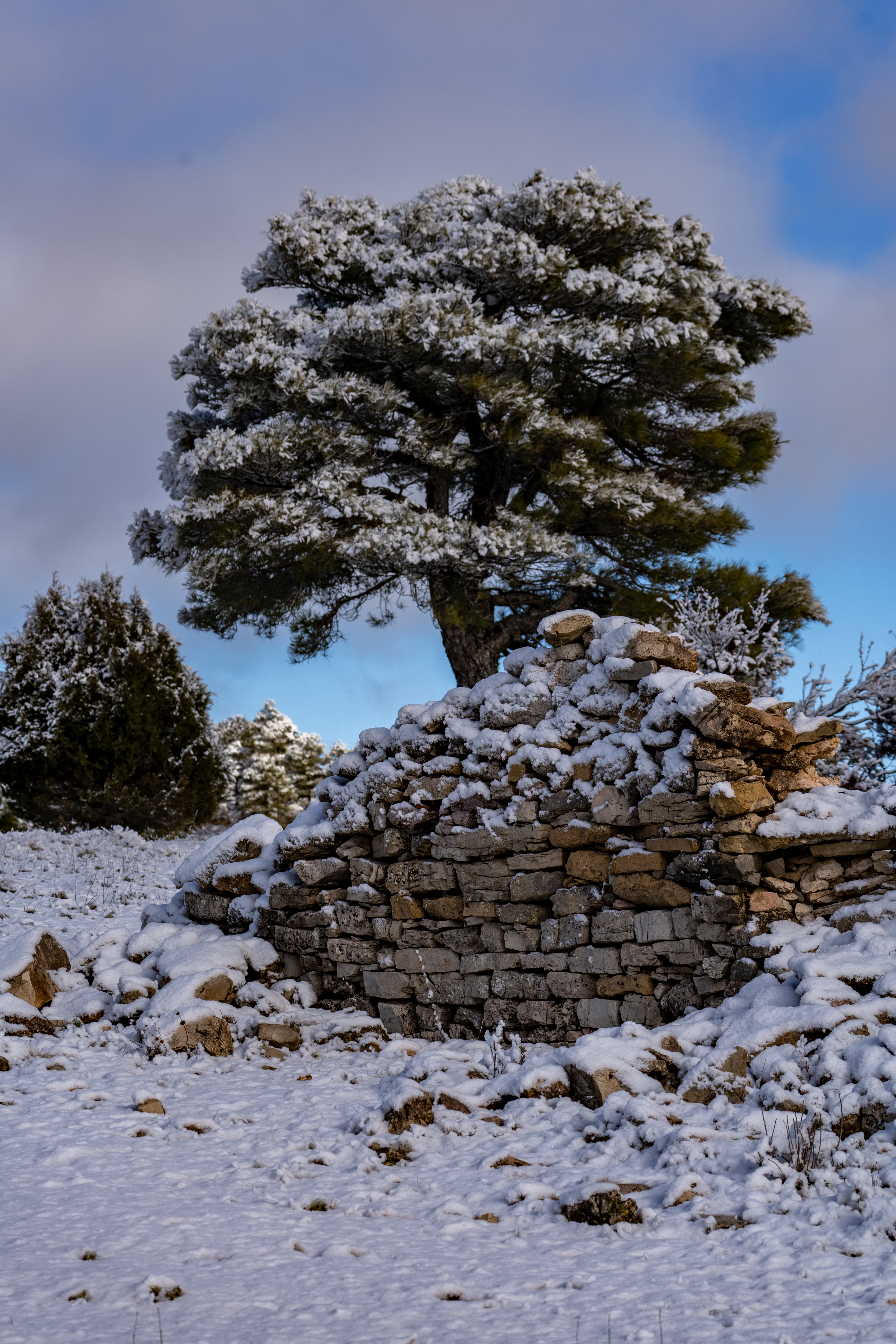Winter scene of a snow-covered stone wall and tree in Huerta del Marquesado, Spain.
