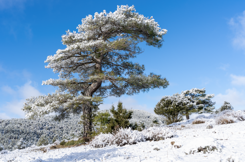 Free Scenic winter view of snow-covered trees in Huerta del Marquesado, Spain. Stock Photo