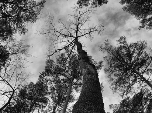 Free Low angle black and white photo of tall trees reaching towards a cloudy sky. Stock Photo