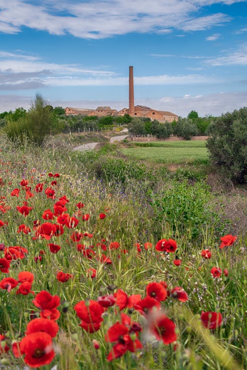 Poppies in the fields with a factory in the background