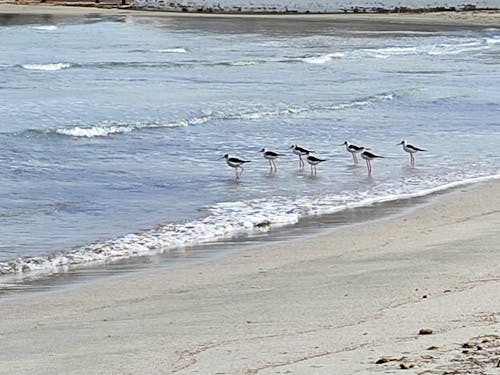 Darmowe zdjęcie z galerii z niebieski, plaża, wakacje