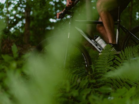 A cyclist explores a verdant forest trail on a summer day, surrounded by lush greenery.