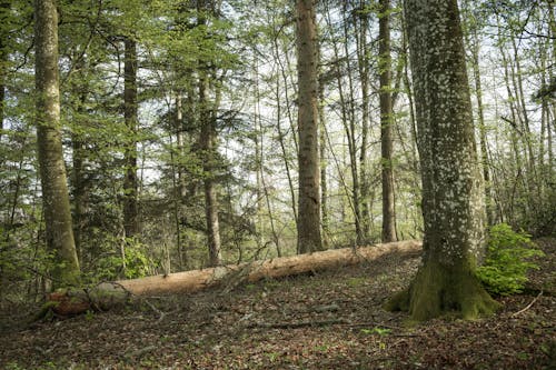 Kostnadsfri bild av bark, blad, falla