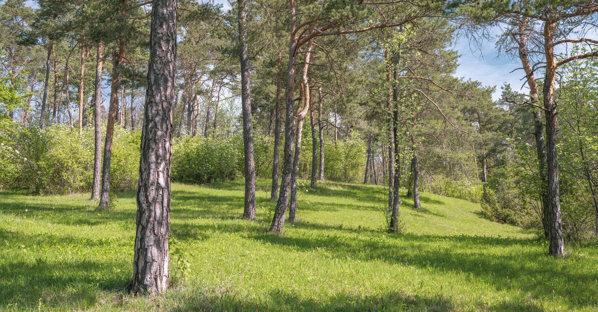 Bushes In Forest Trees and Bushes in Forest · Free Stock Photo