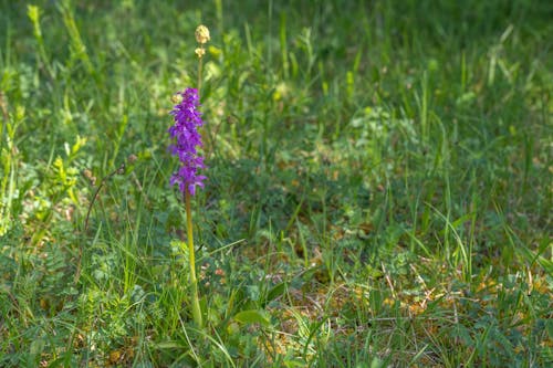 乾草地, 增長, 夏天 的 免费素材图片