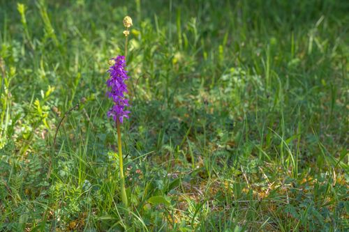Free A beautiful purple wildflower stands tall in a grassy meadow under the sun. Stock Photo