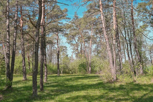 Kostenloses Stock Foto zu ast, außerorts, baum